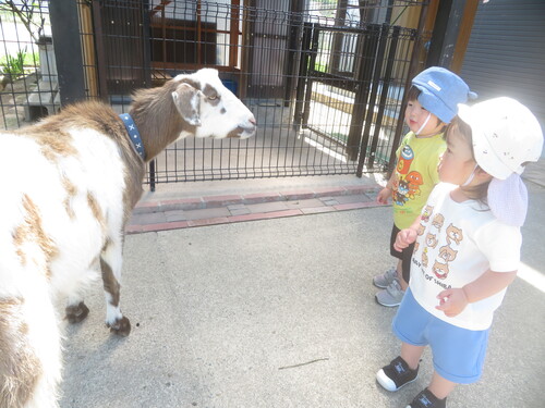 ヤギを見に行った様子