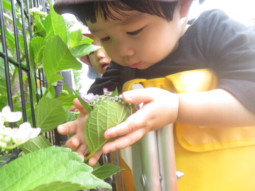 あじさいとめえ太くん (2)