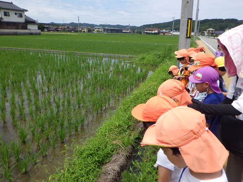 田んぼへの散歩１