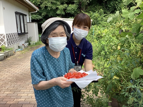 トマト狩り
