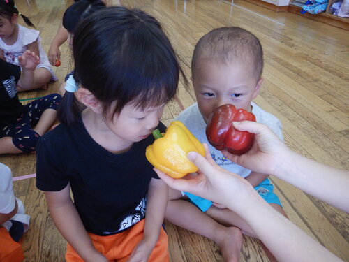 パプリカ収穫 (3)