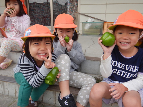 パプリカの収穫 (1)