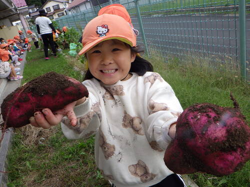 さつまいも堀の様子３