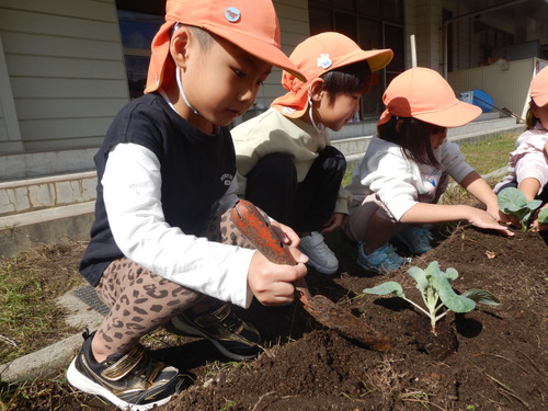 苗を植える様子２
