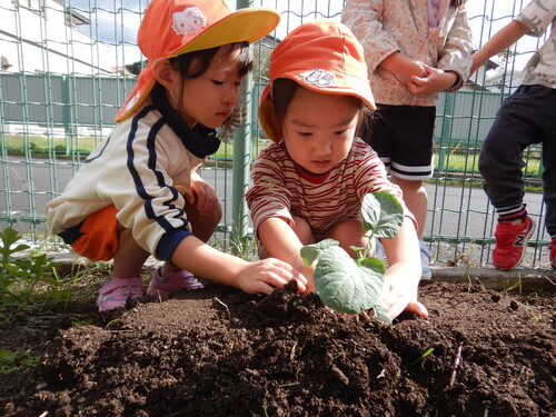 冬野菜を植える (2)