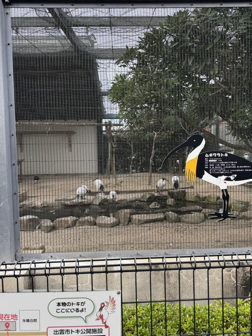 本物のトキがいるよ