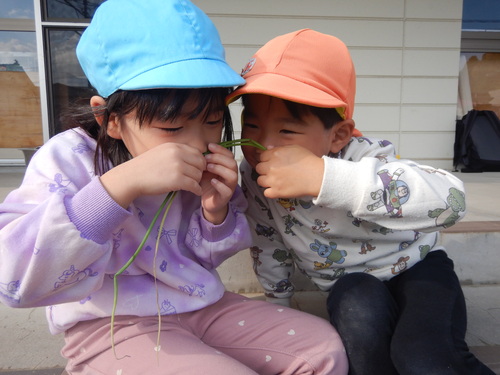 玉ねぎの苗のにおいを嗅いでいる様子