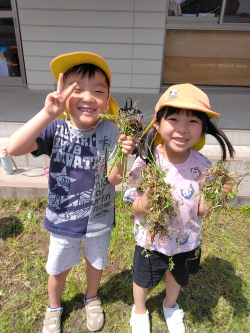 草抜きの様子３