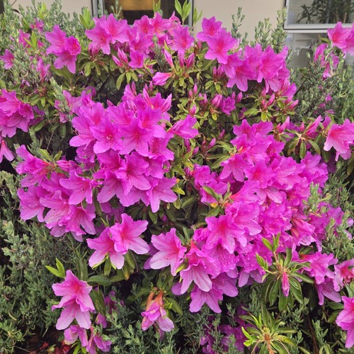 花