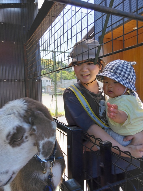 ヤギを見る子ども (2)