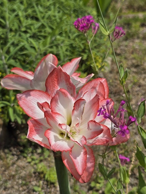 花