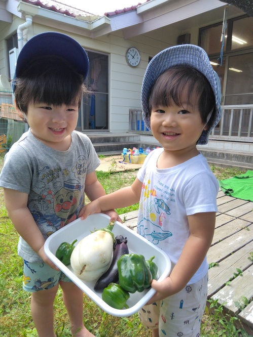 夏野菜収穫