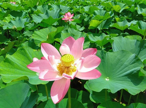 ふくふく広報
