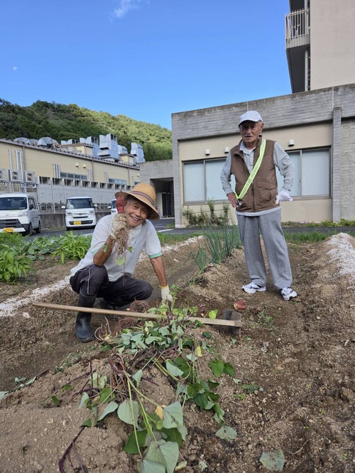 さつま芋